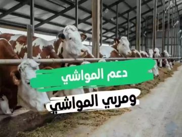 “دعـــم المواشي الان” متي موعد صرف دعم المواشي في المملكة العربية السعودية وطريقة الاستعلام عنه