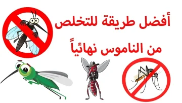 مش هتصدقها 3 أسباب بتخلي الذباب يحبك أكتر من غيرك إعرف كيف تحمي نفسك بطريقة مثالية