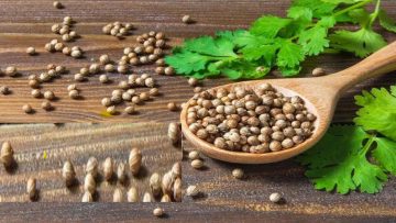 وداعًا مش هتروح اى عيادة تاني.. عشبة جبارة في حجم حبات الرمل تخلص الجسم من الحصوات خلال 5 أيام فقط