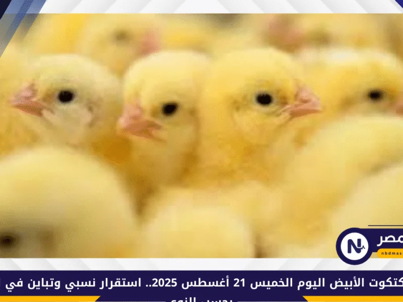 سعر الكتكوت الأبيض اليوم الخميس 21 أغسطس 2025، استقرار نسبي وتباين ملحوظ بحسب النوع والشركة