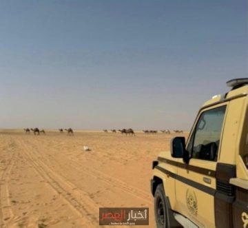 الأمن البيئي يوقف مواطناً بسبب رعيه الإبل في محمية الملك عبدالعزيز ويغريمه