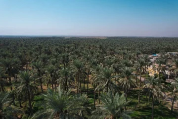 لإنقاذ البيئة: العراق يحتاج إلى 35 مليون شجرة لمكافحة التصحر