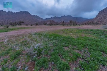الغطاء النباتي بالسعودية يفتح أبواب الاستثمار في 13 متنزهًا وطنيًا بحائل