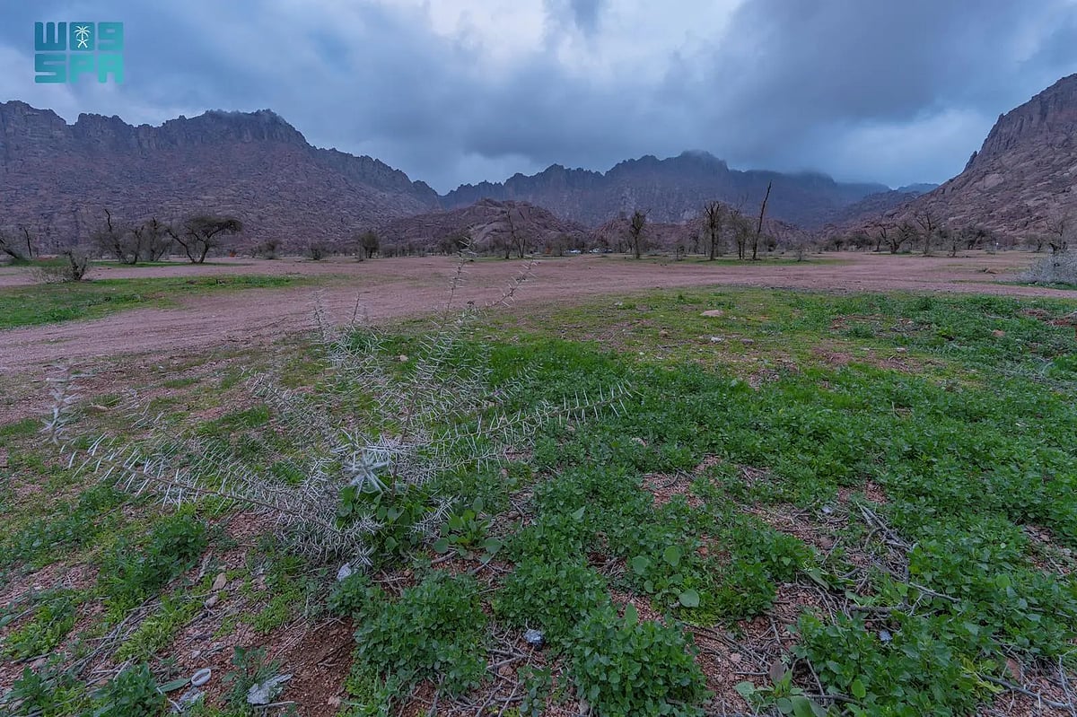 الغطاء النباتي بالسعودية يفتح أبواب الاستثمار في 13 متنزهًا وطنيًا بحائل