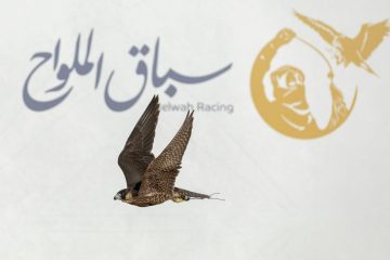 بدء فعاليات أول أشواط سباق الملواح في معرض الصقور والصيد