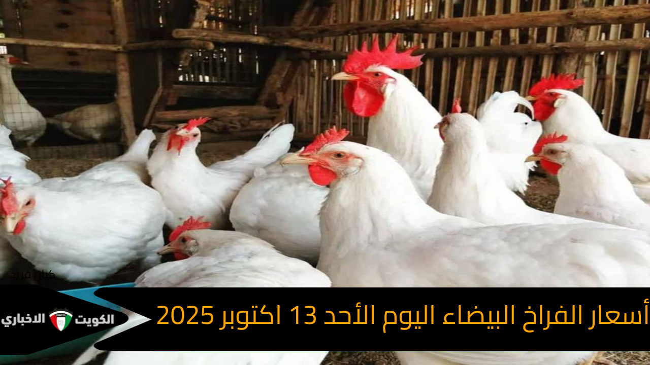 سعر كيلو الدواجن البيضاء.. قائمة أسعار الفراخ البيضاء اليوم في مصر جدول أسعار الفراخ البيضاء ومشتقاتها اليوم في الأسواق