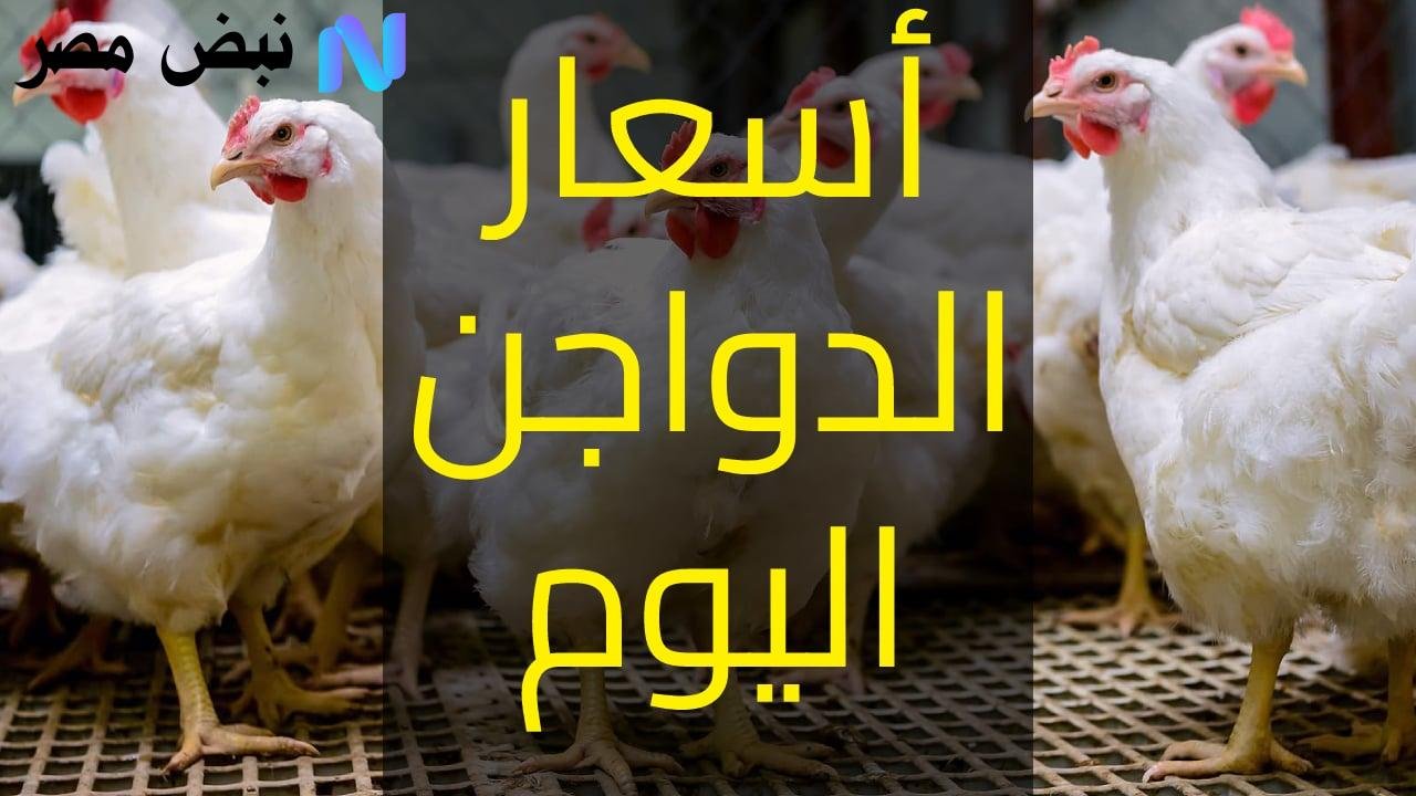 من الفراخ إلى الحمام.. تفاصيل كاملة حول سعر الفراخ البيضاء والبيض والكتاكيت في بورصة اليوم!