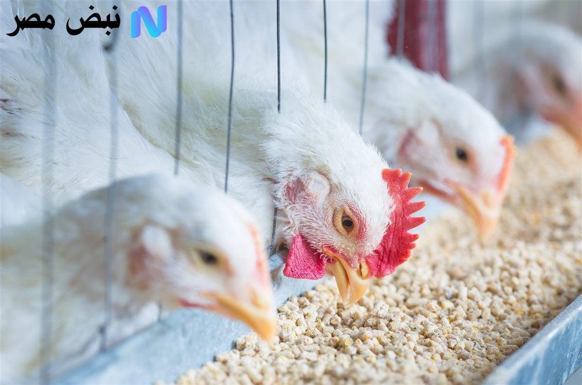 تراجع جديد يفاجئ الأسواق.. أسعار الفراخ اليوم الإثنين تسجل انخفاضًا ملحوظًا في بورصة الدواجن