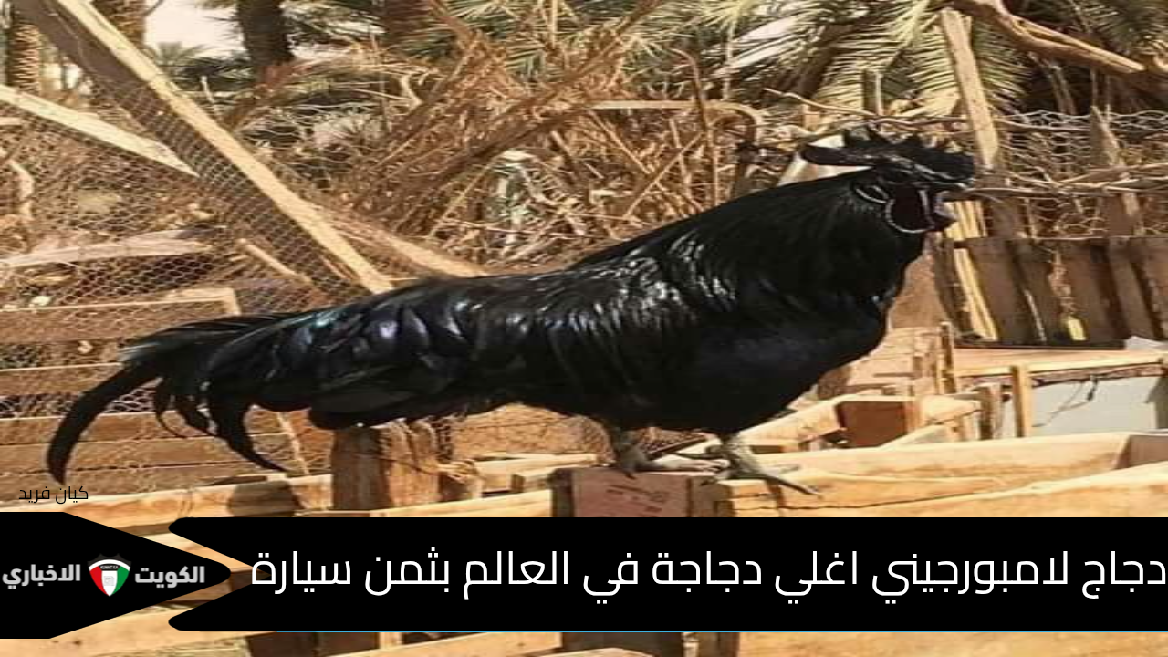 سعر الجرام منها اغلي من جرام الذهب عيار 24.. اية هو اغلي دجاج في العالم وسعر اغلي دجاجة بكام