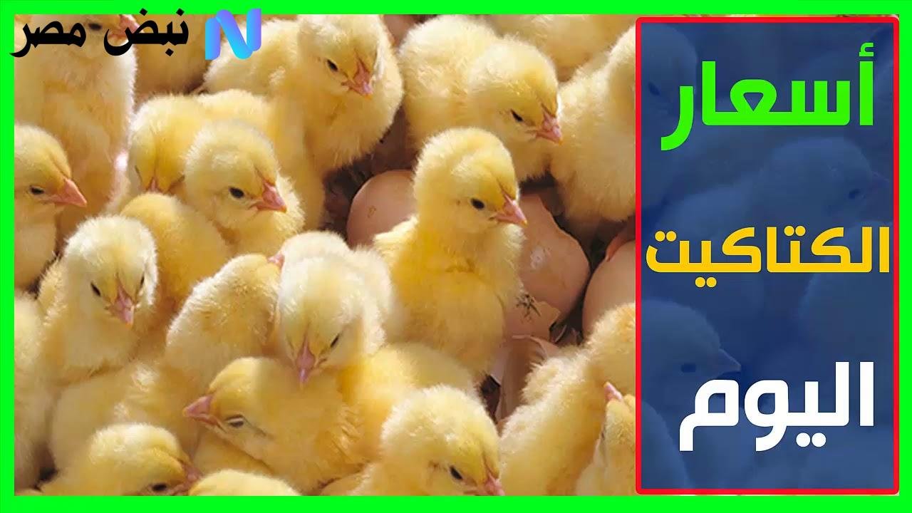انفوجرافيك مفاجئ: القفزة أو الهبوط! إليك آخر تحديث لـ سعر كتكوت أبيض اليوم في السوق (تفاصيل تهمك)
