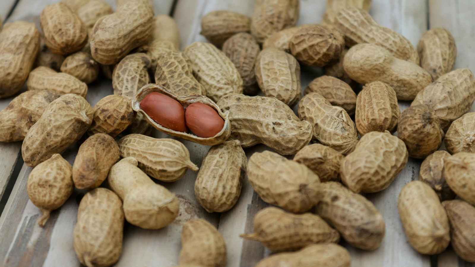 فوائد غير متوقعة للفول السوداني في الشتاء… من تعزيز المناعة إلى تقوية الدماغ!